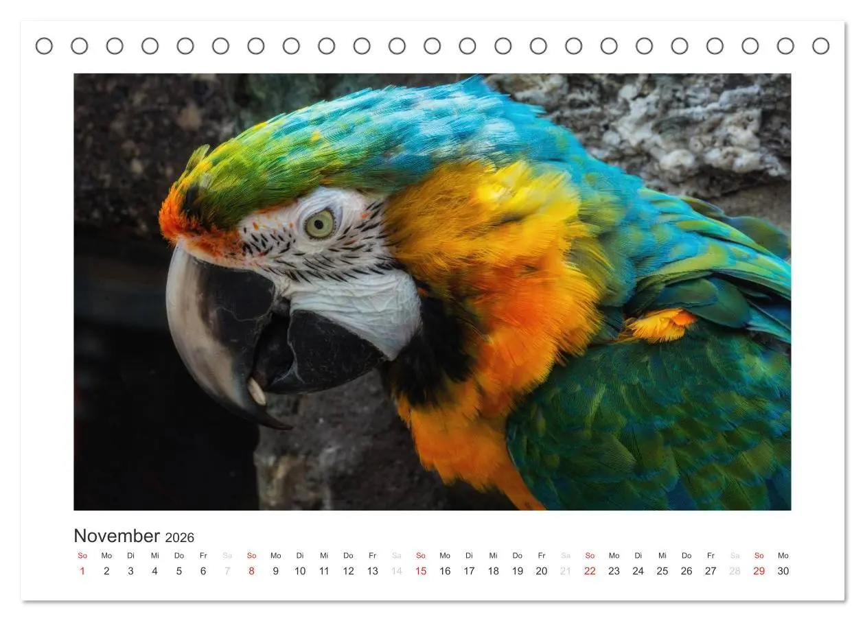 Bild: 9783516054149 | Kunterbunte Papageien und Sittiche (Tischkalender 2026 DIN A5...