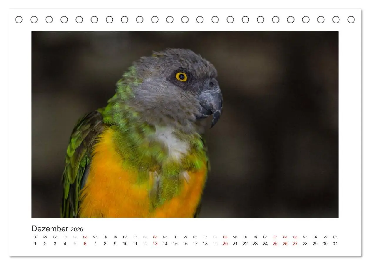 Bild: 9783516054149 | Kunterbunte Papageien und Sittiche (Tischkalender 2026 DIN A5...