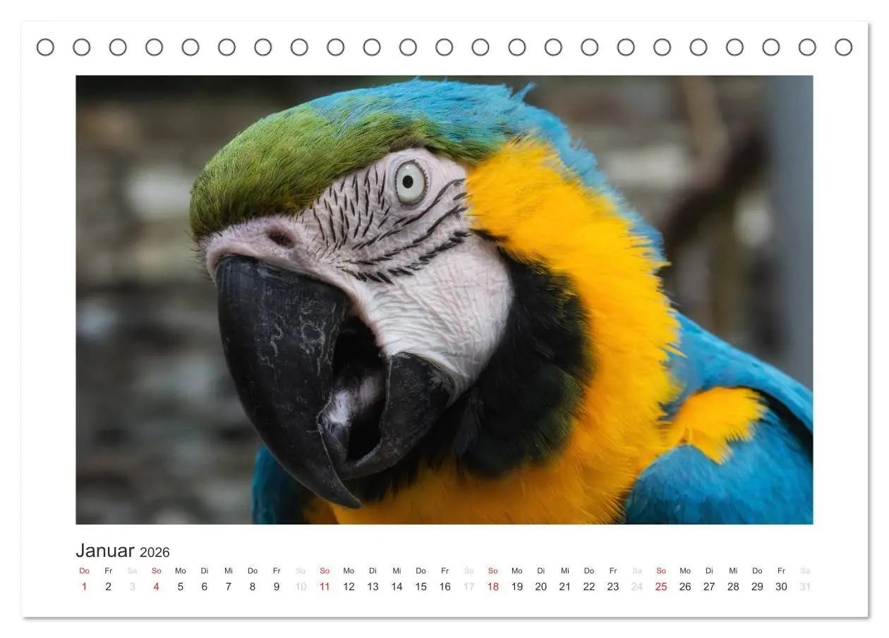 Bild: 9783516054149 | Kunterbunte Papageien und Sittiche (Tischkalender 2026 DIN A5...