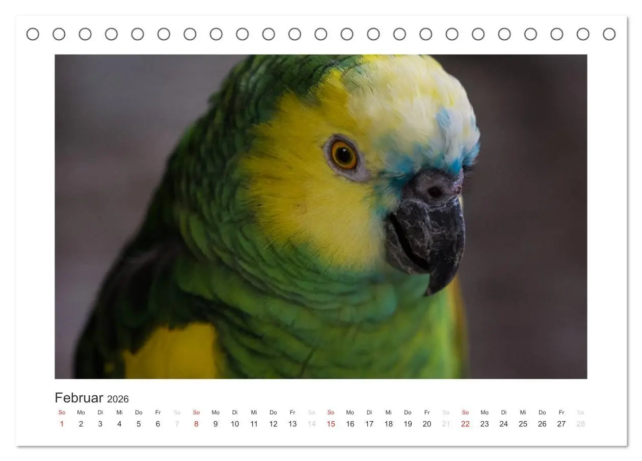 Bild: 9783516054149 | Kunterbunte Papageien und Sittiche (Tischkalender 2026 DIN A5...