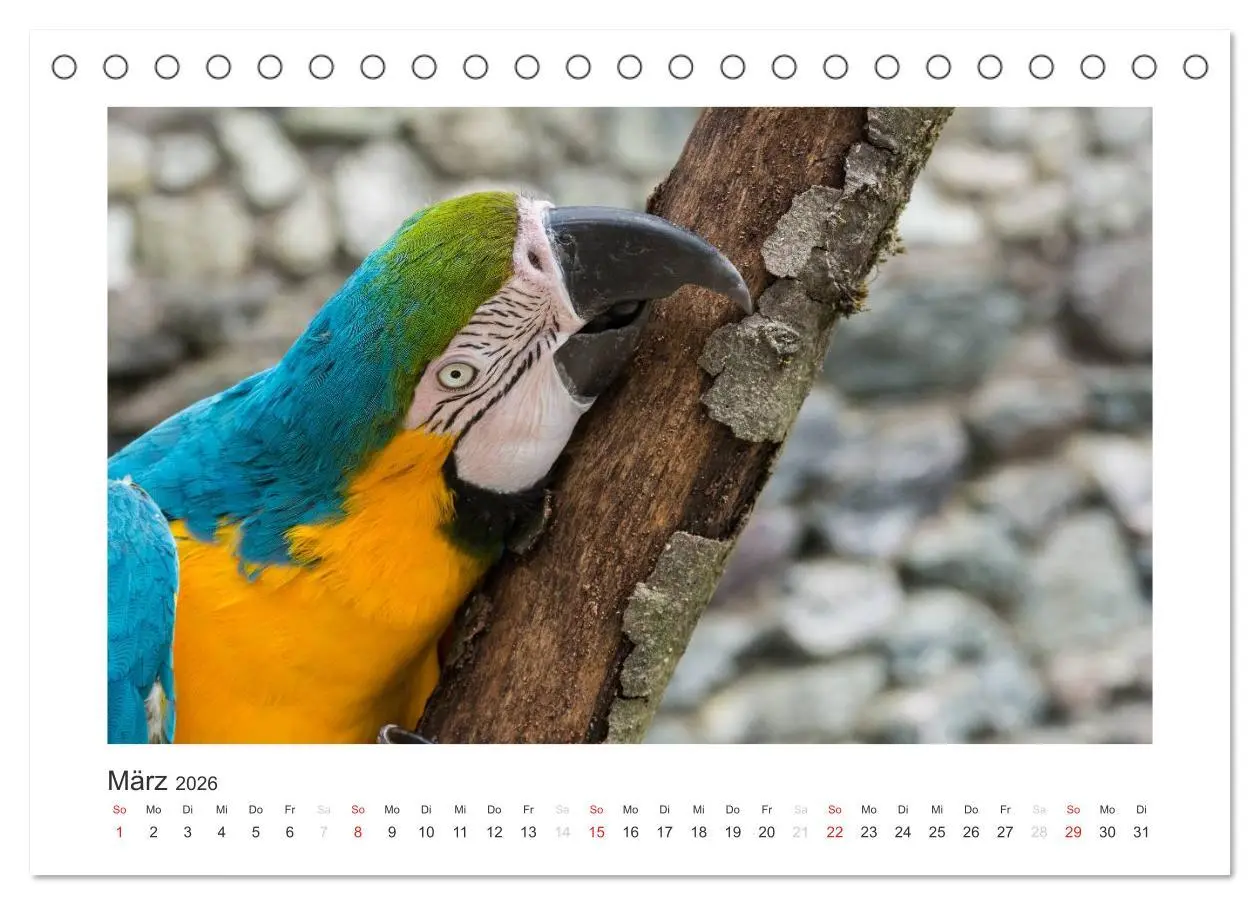 Bild: 9783516054149 | Kunterbunte Papageien und Sittiche (Tischkalender 2026 DIN A5...