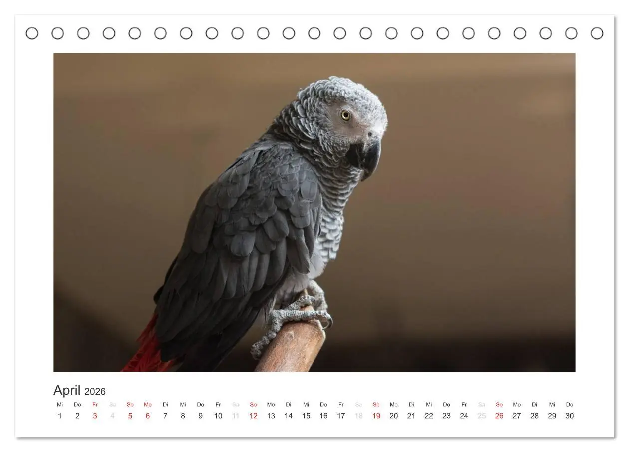Bild: 9783516054149 | Kunterbunte Papageien und Sittiche (Tischkalender 2026 DIN A5...