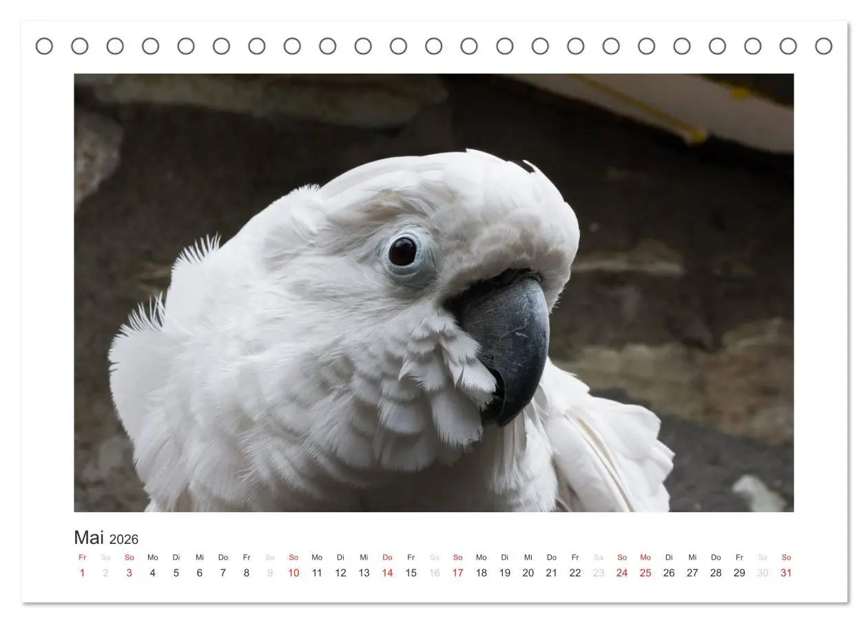 Bild: 9783516054149 | Kunterbunte Papageien und Sittiche (Tischkalender 2026 DIN A5...