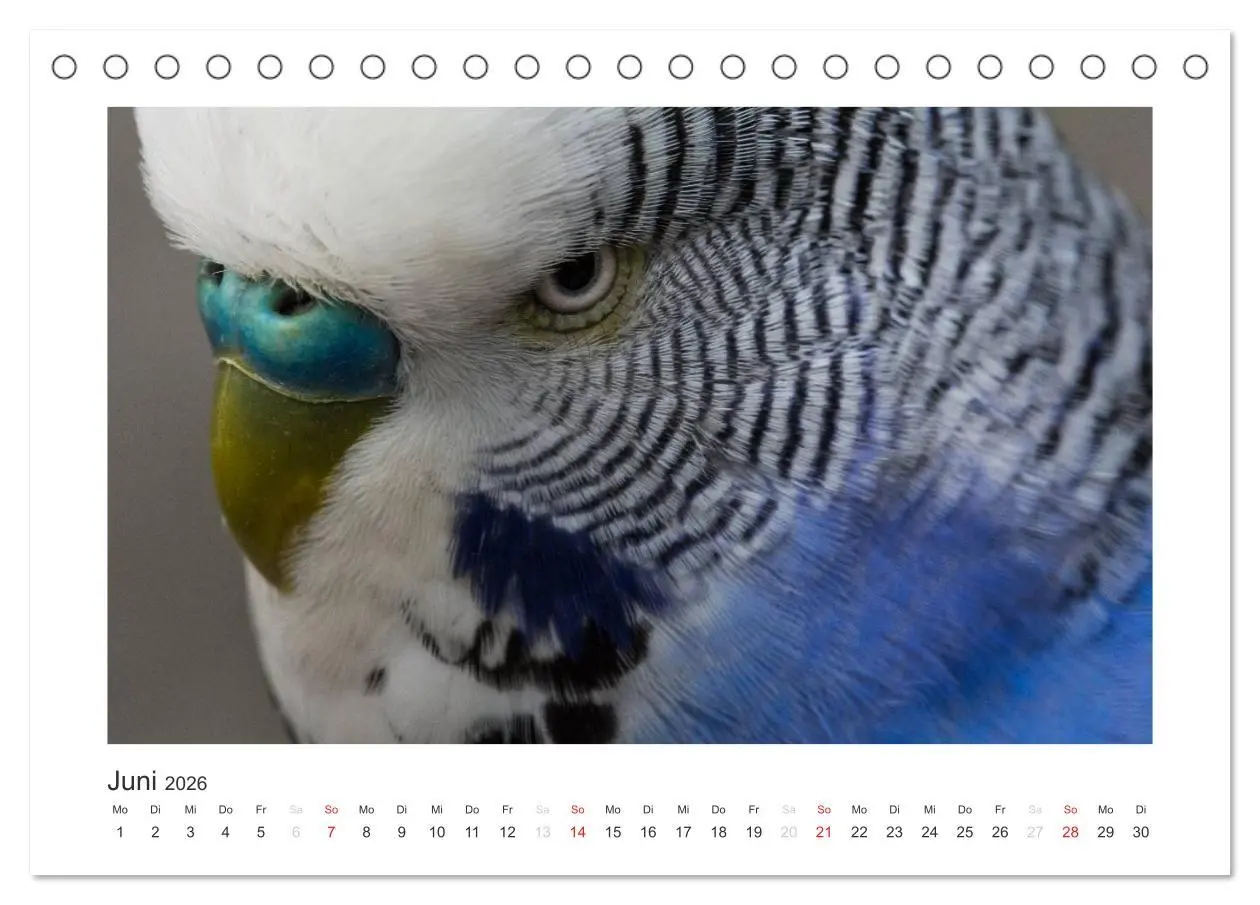 Bild: 9783516054149 | Kunterbunte Papageien und Sittiche (Tischkalender 2026 DIN A5...