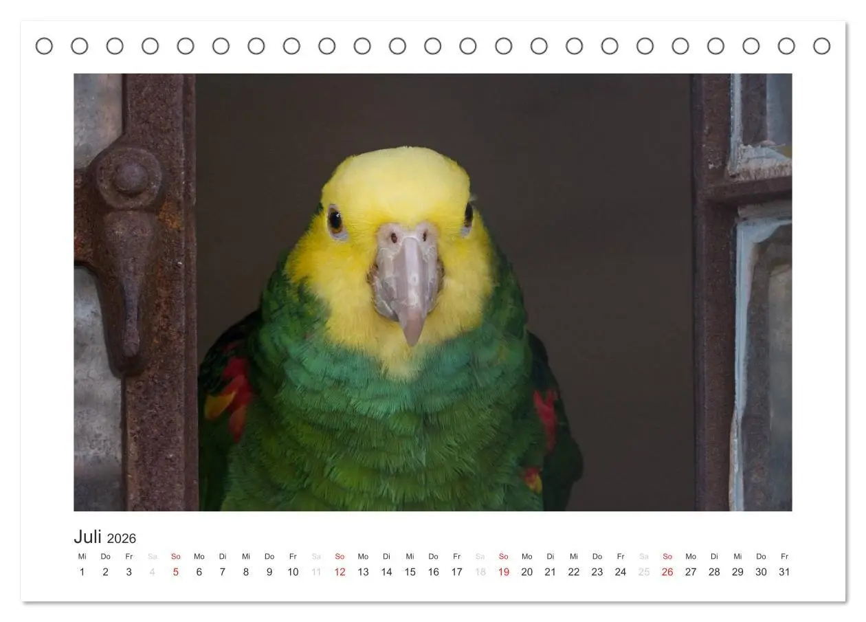 Bild: 9783516054149 | Kunterbunte Papageien und Sittiche (Tischkalender 2026 DIN A5...