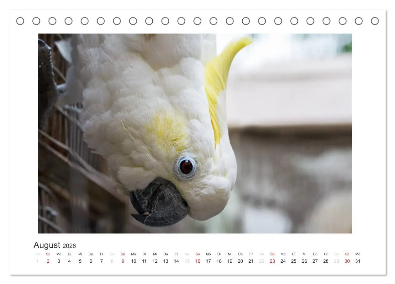 Bild: 9783516054149 | Kunterbunte Papageien und Sittiche (Tischkalender 2026 DIN A5...