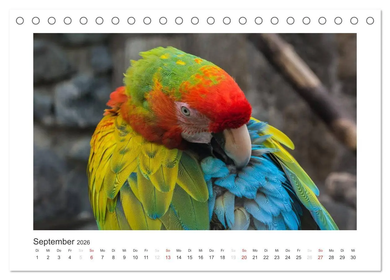 Bild: 9783516054149 | Kunterbunte Papageien und Sittiche (Tischkalender 2026 DIN A5...