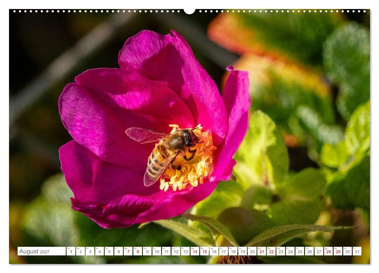 Bild: 9783569214149 | Naturerlebnis Rømø (hochwertiger Premium Wandkalender 2027 DIN A2...