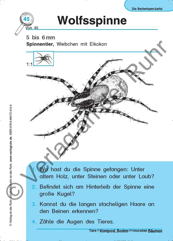 Bild: 9783860724149 | Tiere in Kompost, Boden und morschen Bäumen | Jürgen Dittmann (u. a.)