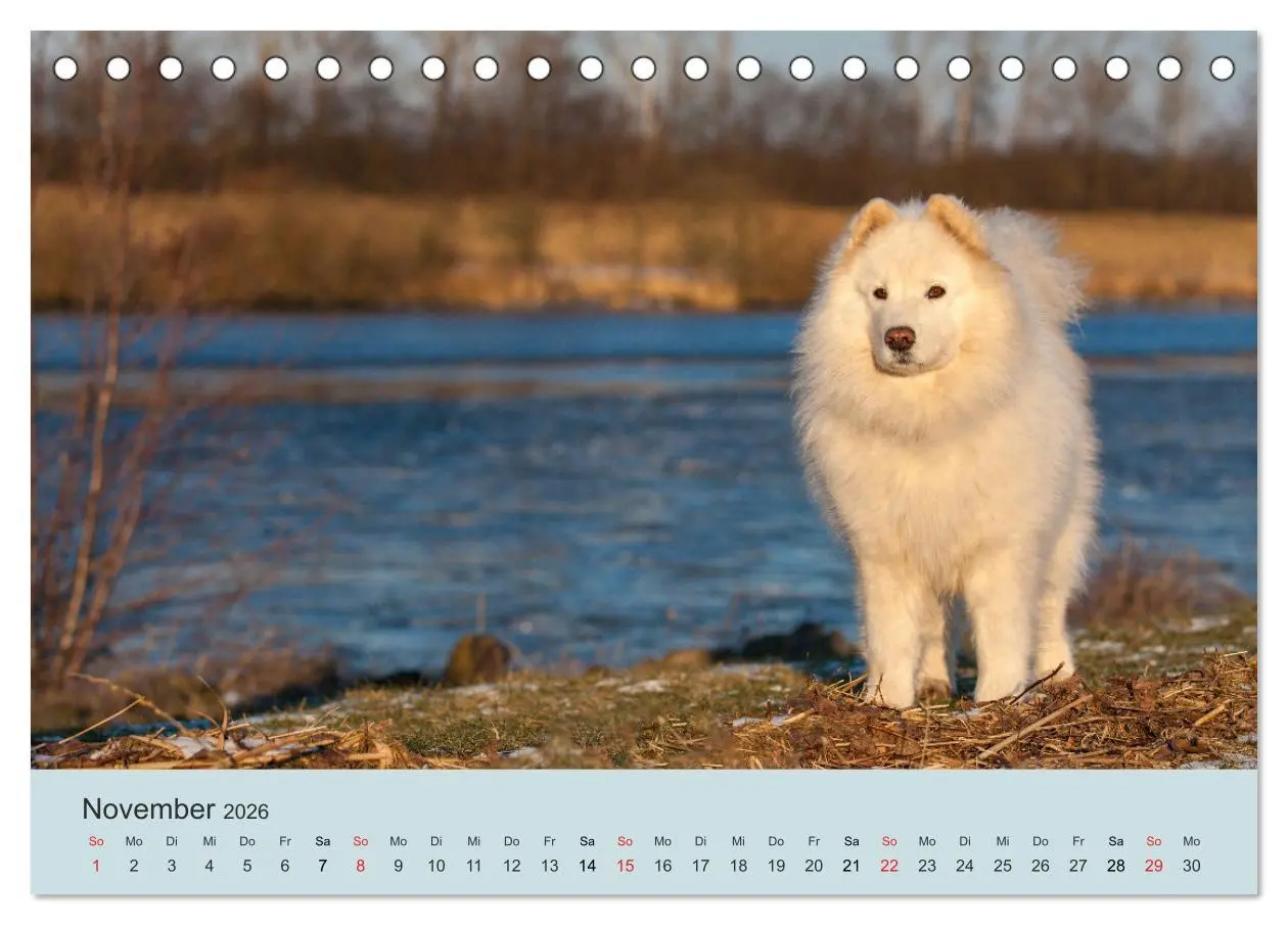 Bild: 9783457954249 | Samojeden - Liebenswerte Fellkugeln (Tischkalender 2026 DIN A5...