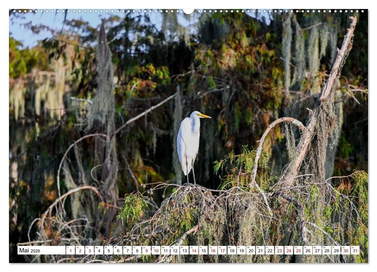Bild: 9783516734249 | Louisiana - Sümpfe und Plantagenhäuser (Wandkalender 2026 DIN A2...