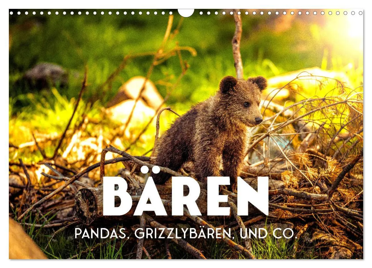 Cover: 9783457564349 | Bären - Pandas, Grizzlybären und Co. (Wandkalender 2026 DIN A3...