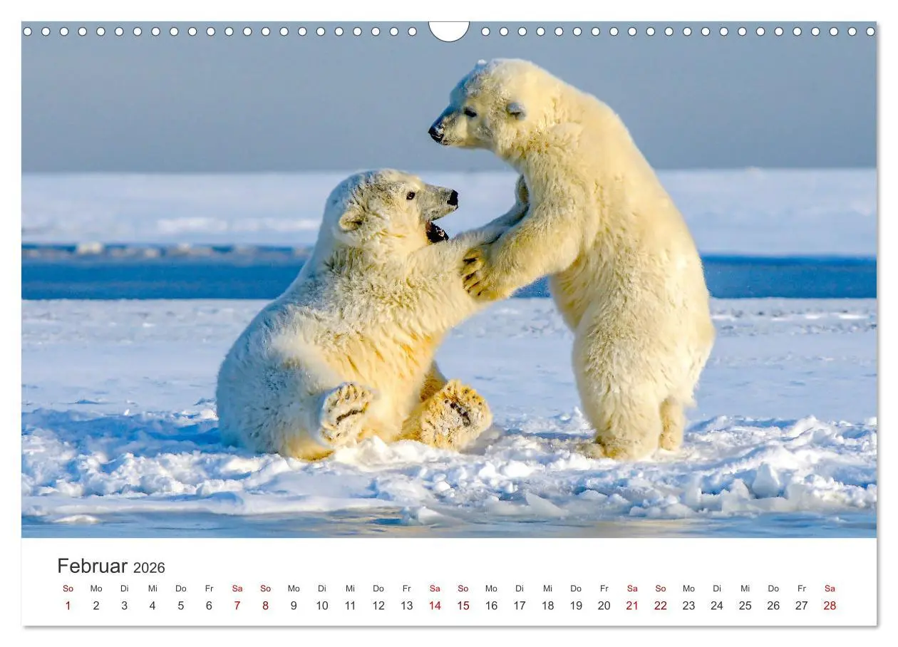 Bild: 9783457564349 | Bären - Pandas, Grizzlybären und Co. (Wandkalender 2026 DIN A3...