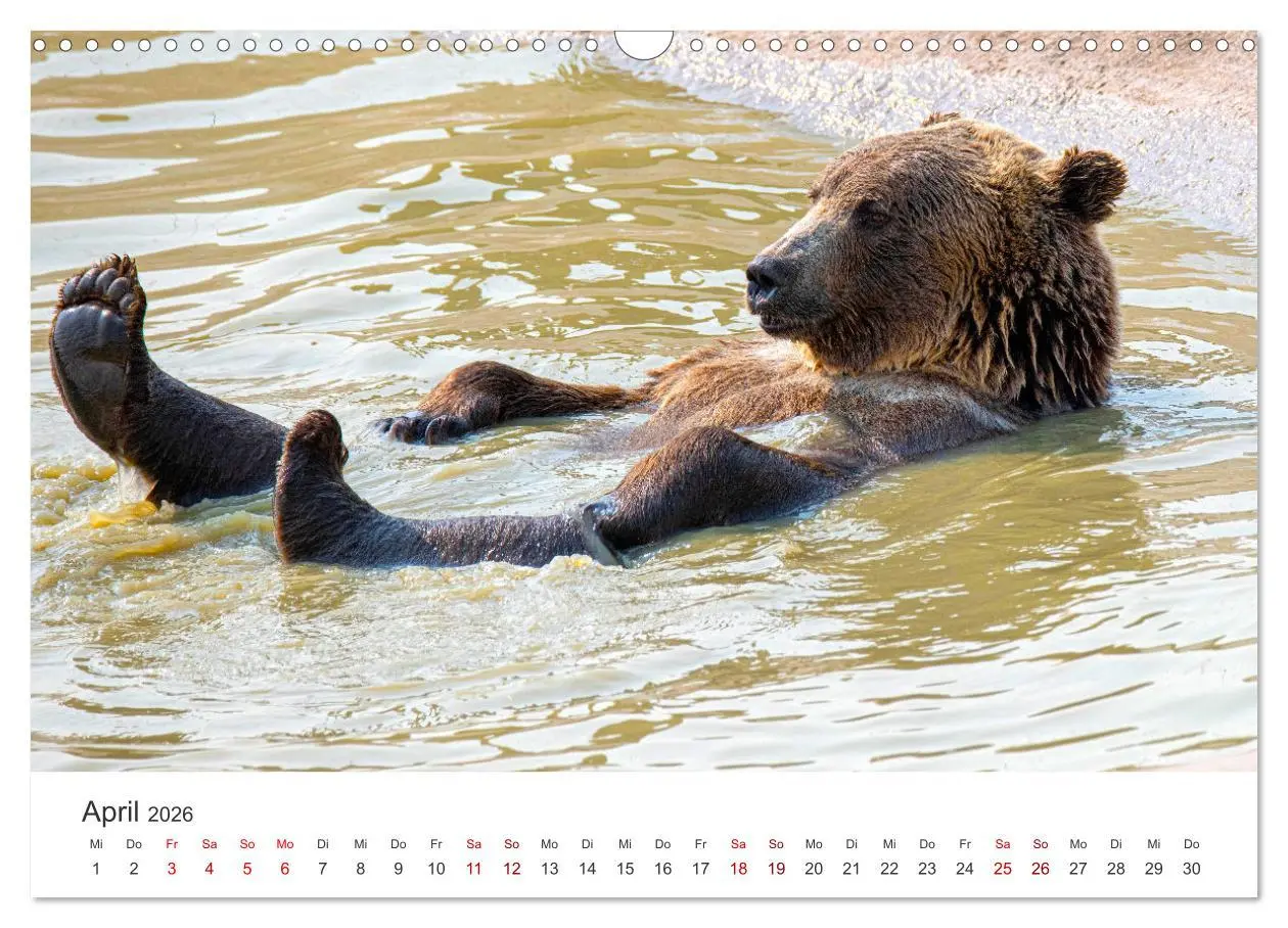 Bild: 9783457564349 | Bären - Pandas, Grizzlybären und Co. (Wandkalender 2026 DIN A3...