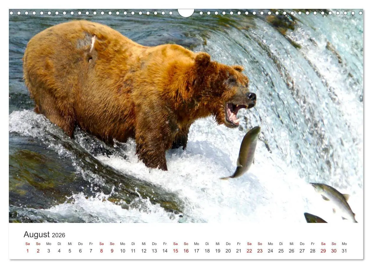 Bild: 9783457564349 | Bären - Pandas, Grizzlybären und Co. (Wandkalender 2026 DIN A3...