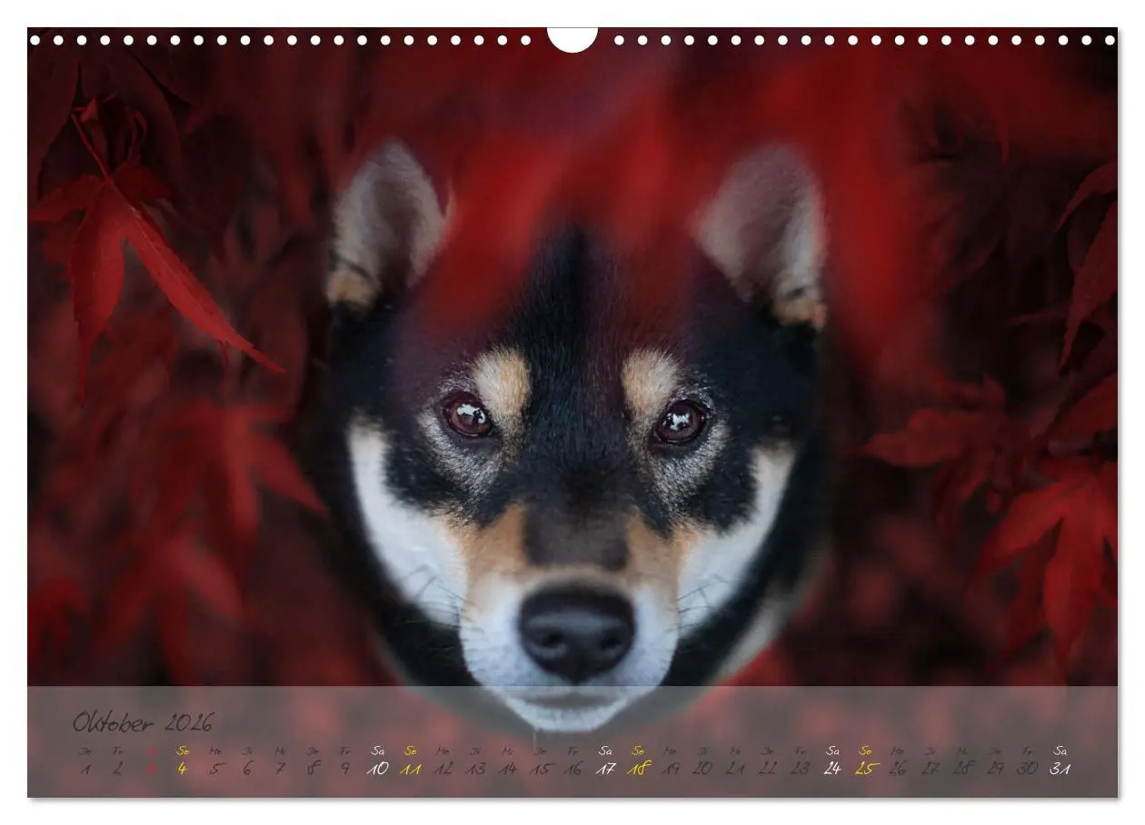 Bild: 9783457634349 | Shiba Inu - mutig, treu, selbstbewusst (Wandkalender 2026 DIN A3...