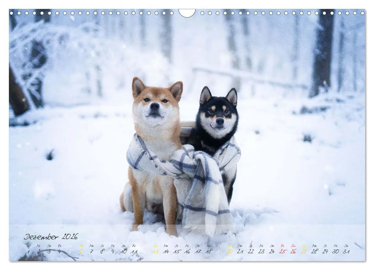 Bild: 9783457634349 | Shiba Inu - mutig, treu, selbstbewusst (Wandkalender 2026 DIN A3...