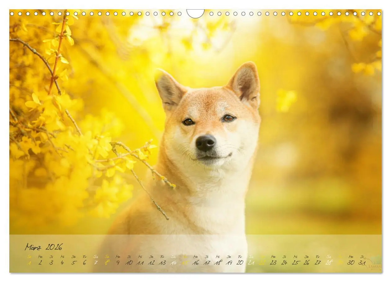Bild: 9783457634349 | Shiba Inu - mutig, treu, selbstbewusst (Wandkalender 2026 DIN A3...