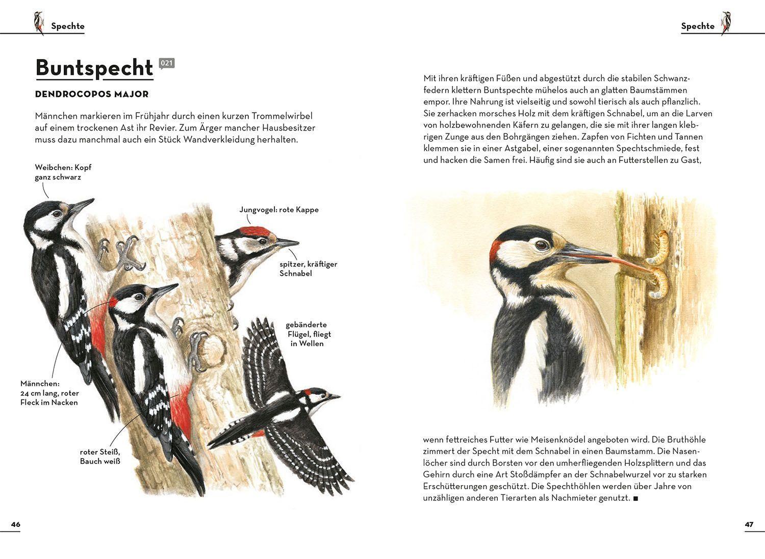 Bild: 9783440174449 | Einfach Gartenvögel | Felix Weiß | Taschenbuch | 128 S. | Deutsch