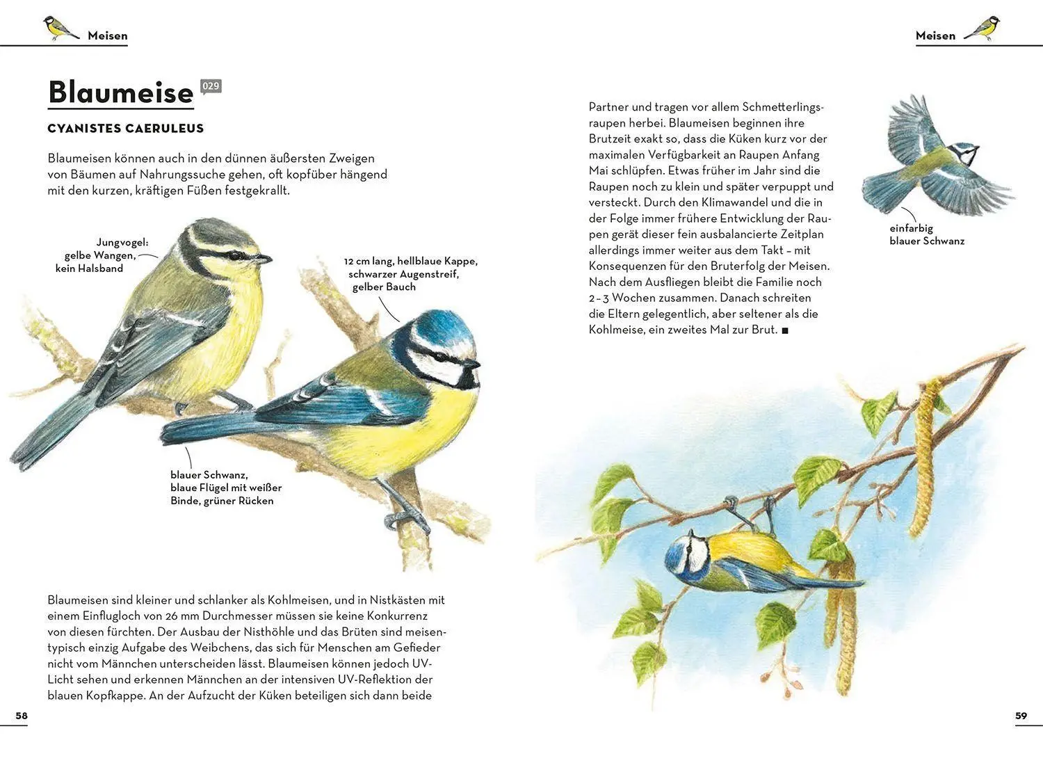 Bild: 9783440174449 | Einfach Gartenvögel | Felix Weiß | Taschenbuch | 128 S. | Deutsch
