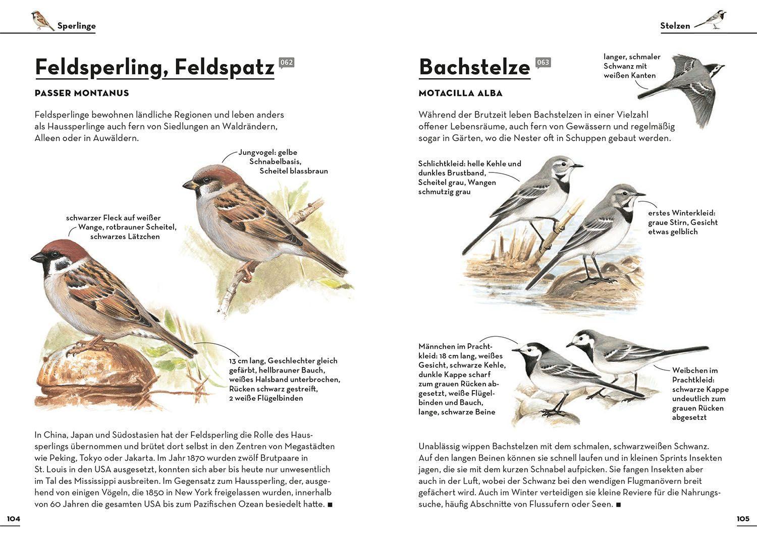 Bild: 9783440174449 | Einfach Gartenvögel | Felix Weiß | Taschenbuch | 128 S. | Deutsch