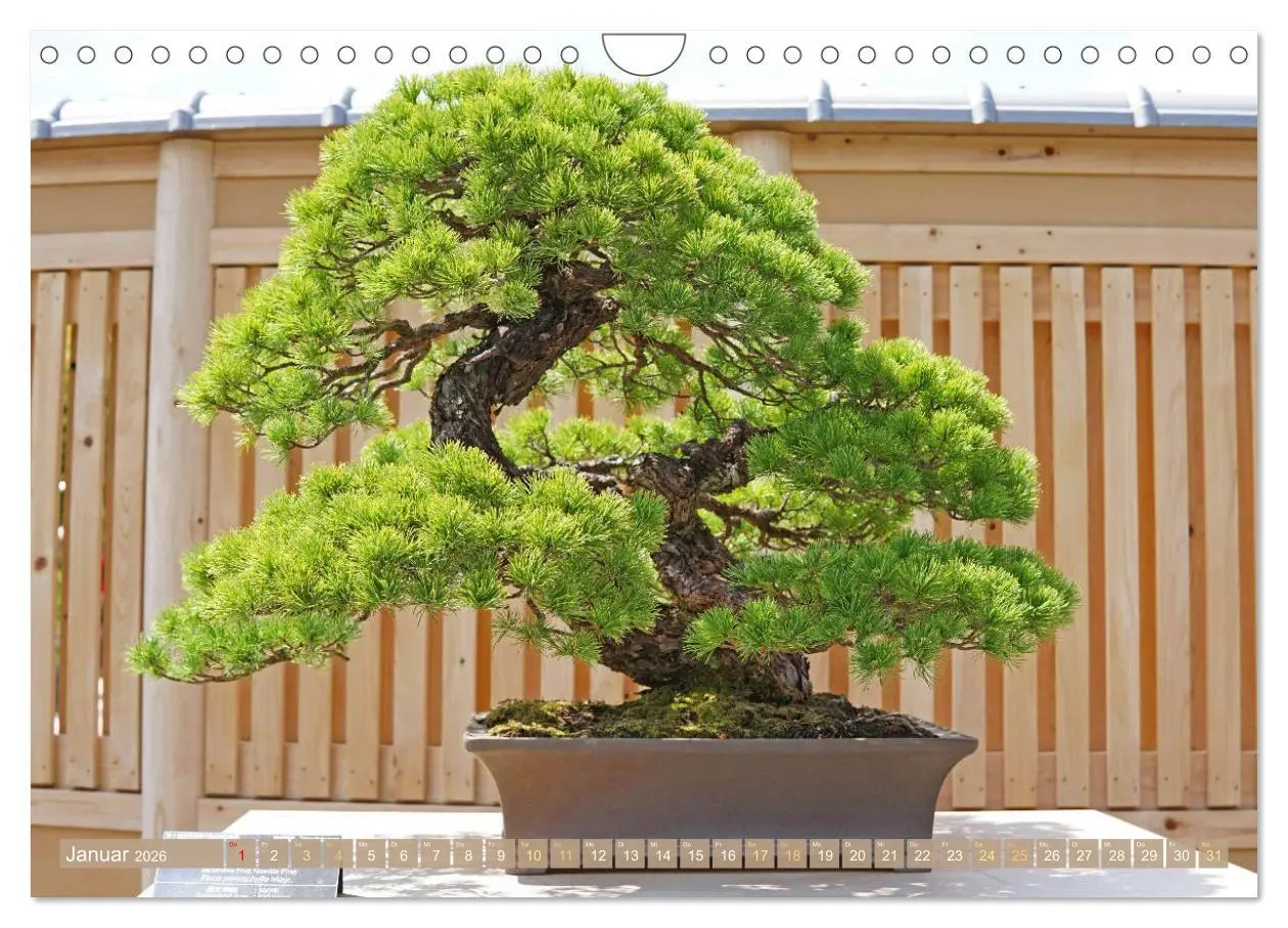 Bild: 9783457314449 | Gartenkunst aus Japan: Bonsai (Wandkalender 2026 DIN A4 quer),...
