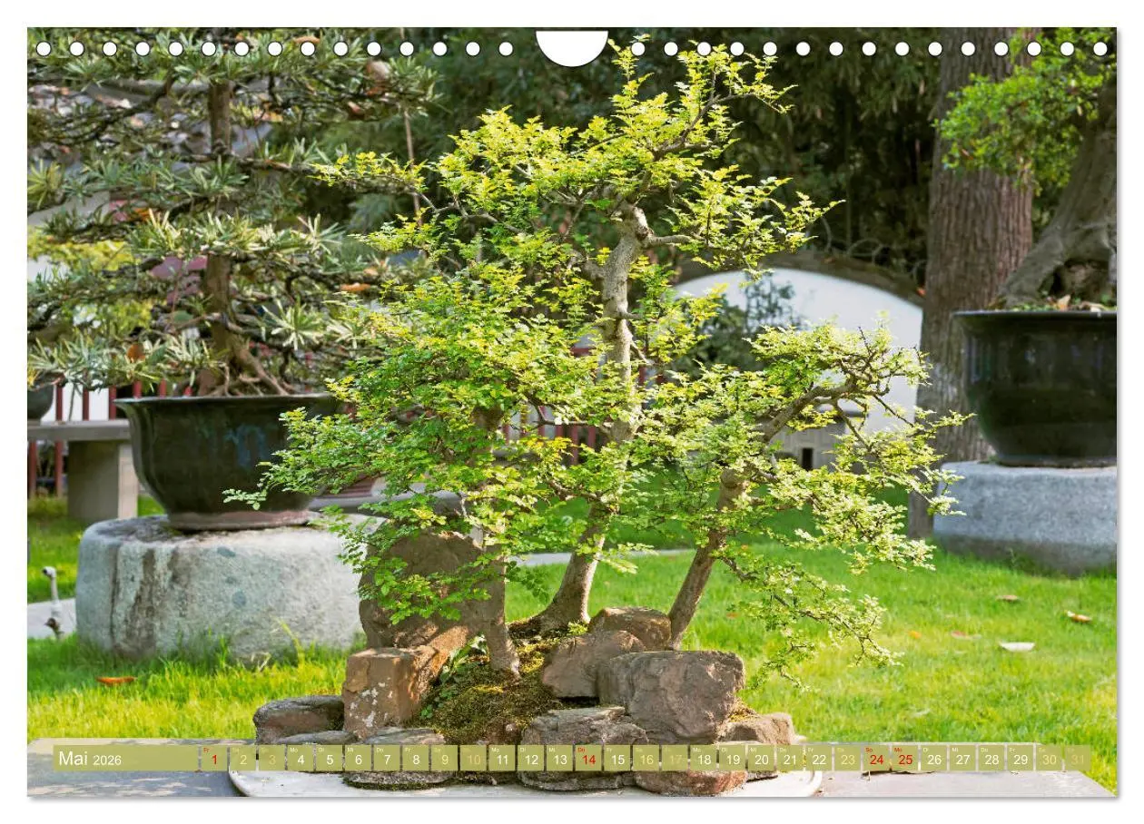 Bild: 9783457314449 | Gartenkunst aus Japan: Bonsai (Wandkalender 2026 DIN A4 quer),...
