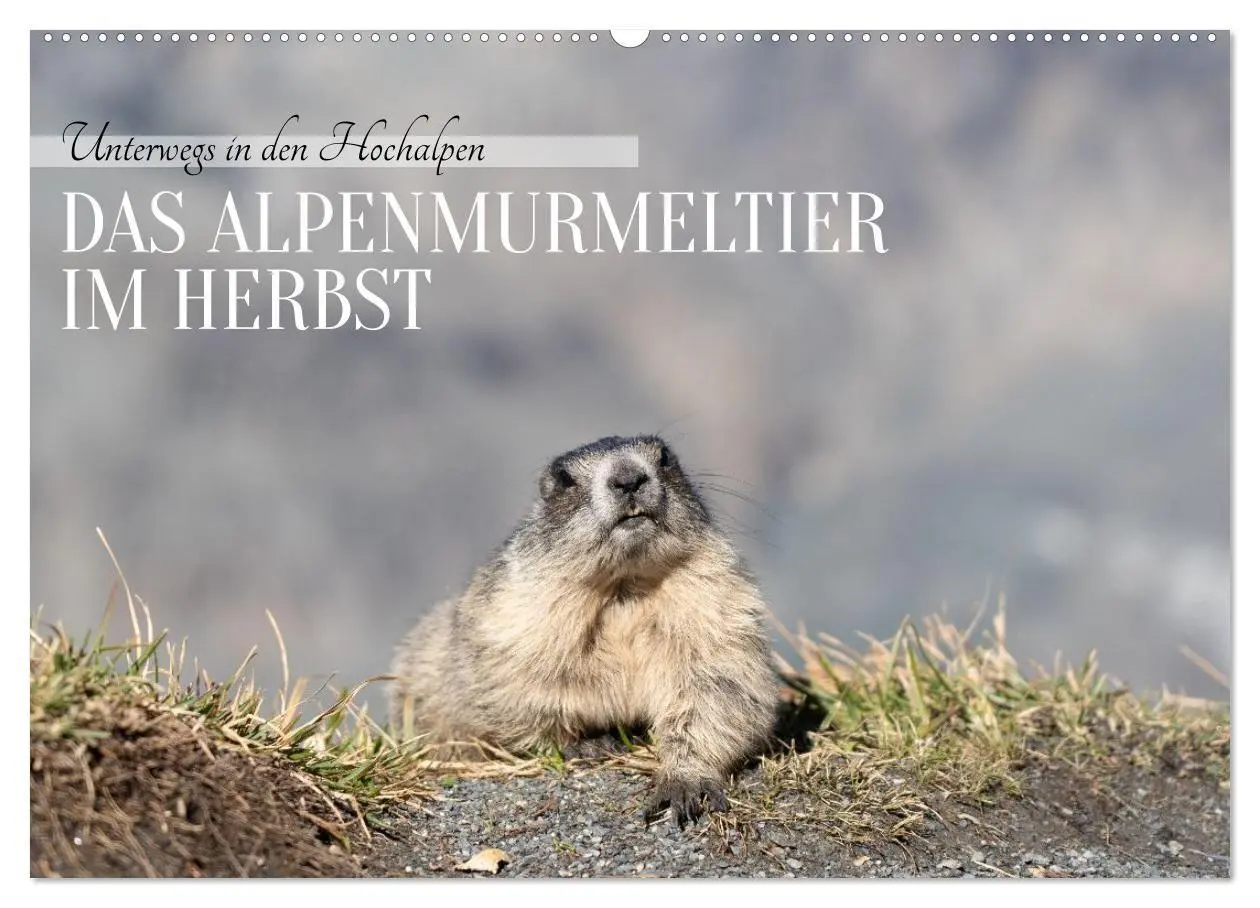 Cover: 9783516704549 | Unterwegs in den Hochalpen - Das Alpenmurmeltier im Herbst...