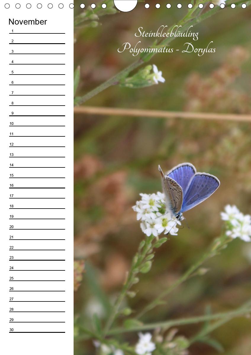 Bild: 9783672444549 | Bunte Schönheiten der Lüfte (Wandkalender immerwährend DIN A4 hoch)