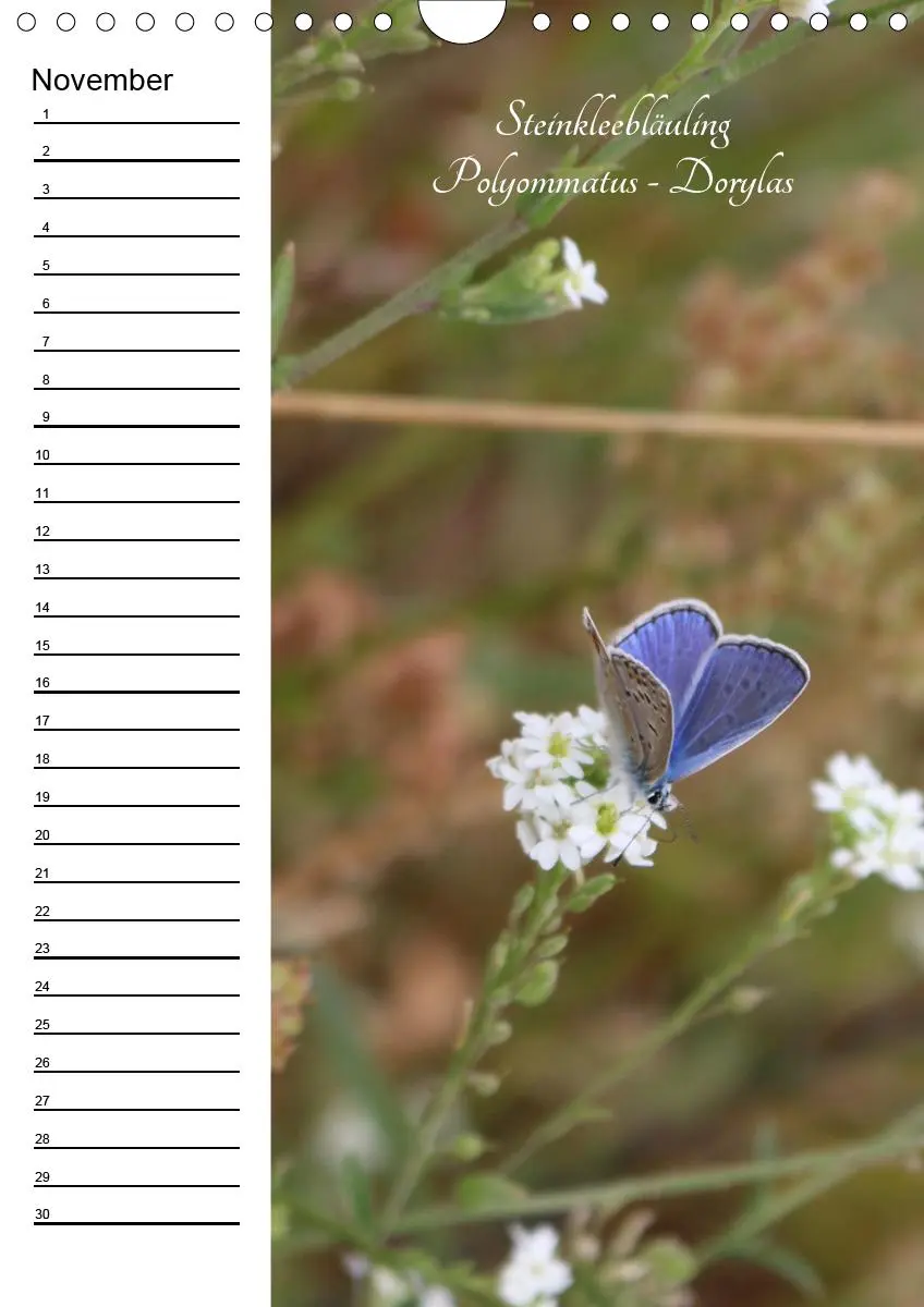 Bild: 9783672444549 | Bunte Schönheiten der Lüfte (Wandkalender immerwährend DIN A4 hoch)