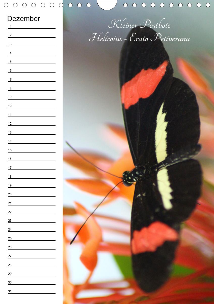 Bild: 9783672444549 | Bunte Schönheiten der Lüfte (Wandkalender immerwährend DIN A4 hoch)