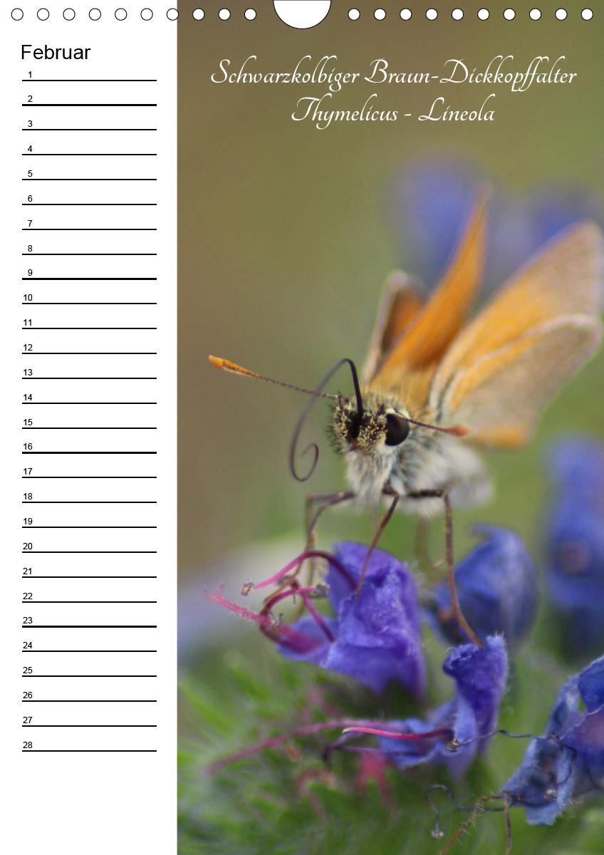Bild: 9783672444549 | Bunte Schönheiten der Lüfte (Wandkalender immerwährend DIN A4 hoch)