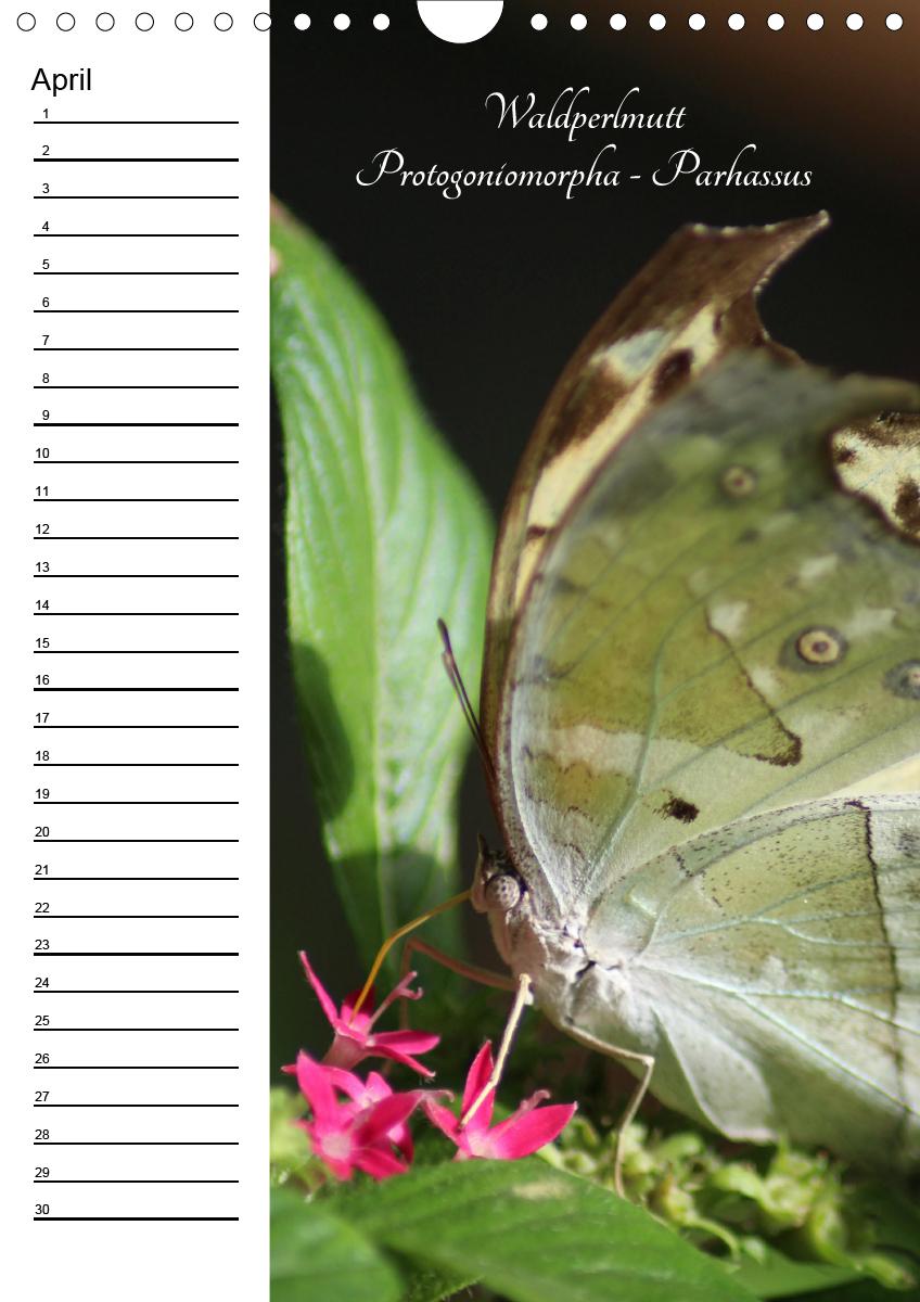 Bild: 9783672444549 | Bunte Schönheiten der Lüfte (Wandkalender immerwährend DIN A4 hoch)
