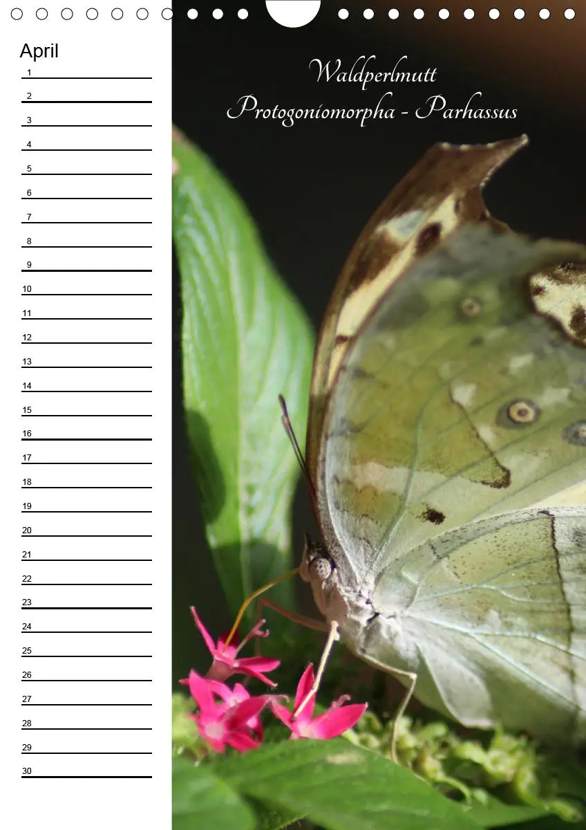 Bild: 9783672444549 | Bunte Schönheiten der Lüfte (Wandkalender immerwährend DIN A4 hoch)