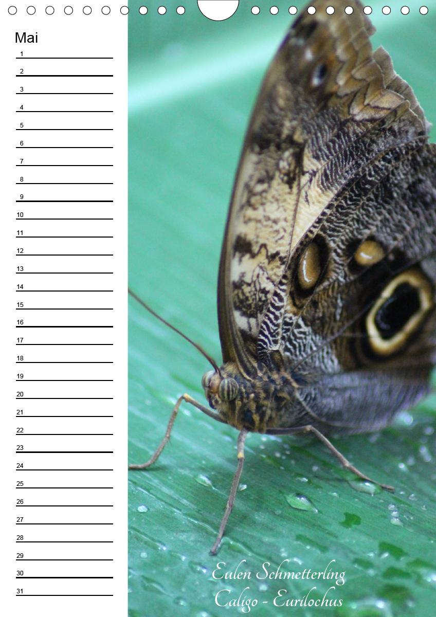 Bild: 9783672444549 | Bunte Schönheiten der Lüfte (Wandkalender immerwährend DIN A4 hoch)