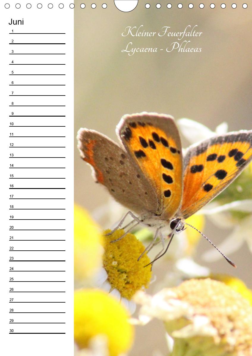 Bild: 9783672444549 | Bunte Schönheiten der Lüfte (Wandkalender immerwährend DIN A4 hoch)