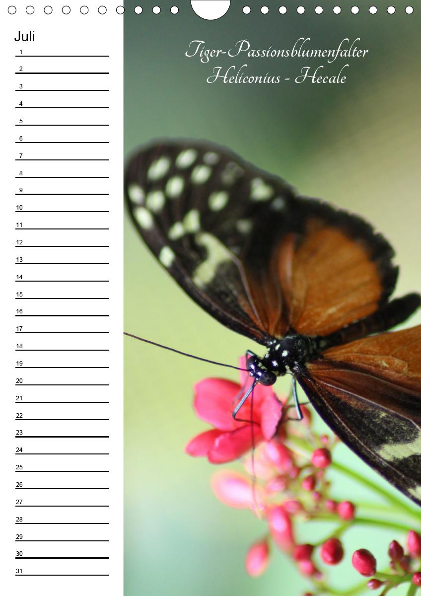 Bild: 9783672444549 | Bunte Schönheiten der Lüfte (Wandkalender immerwährend DIN A4 hoch)