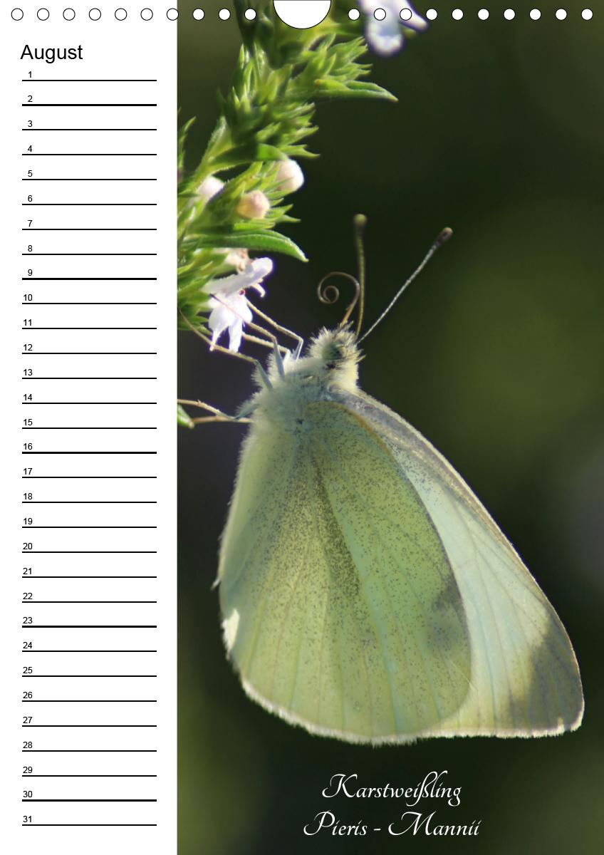 Bild: 9783672444549 | Bunte Schönheiten der Lüfte (Wandkalender immerwährend DIN A4 hoch)