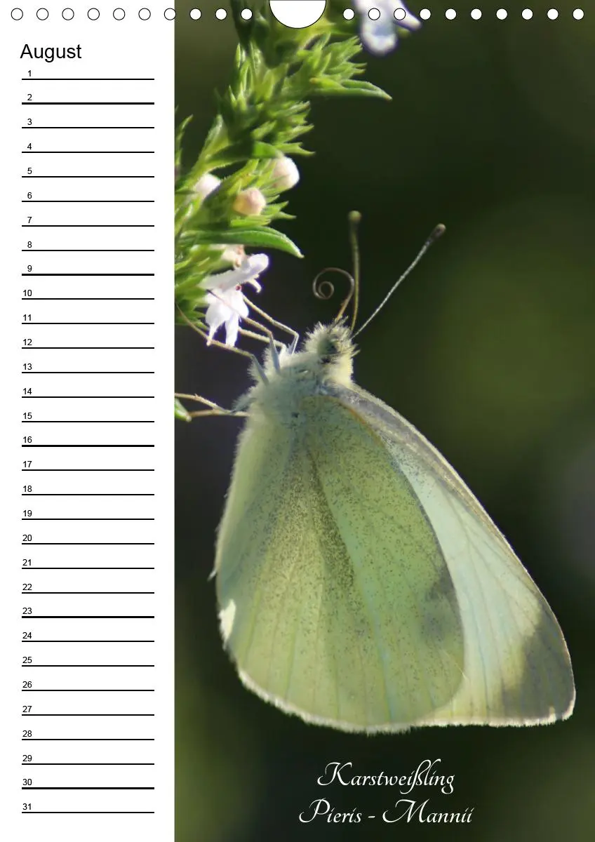 Bild: 9783672444549 | Bunte Schönheiten der Lüfte (Wandkalender immerwährend DIN A4 hoch)