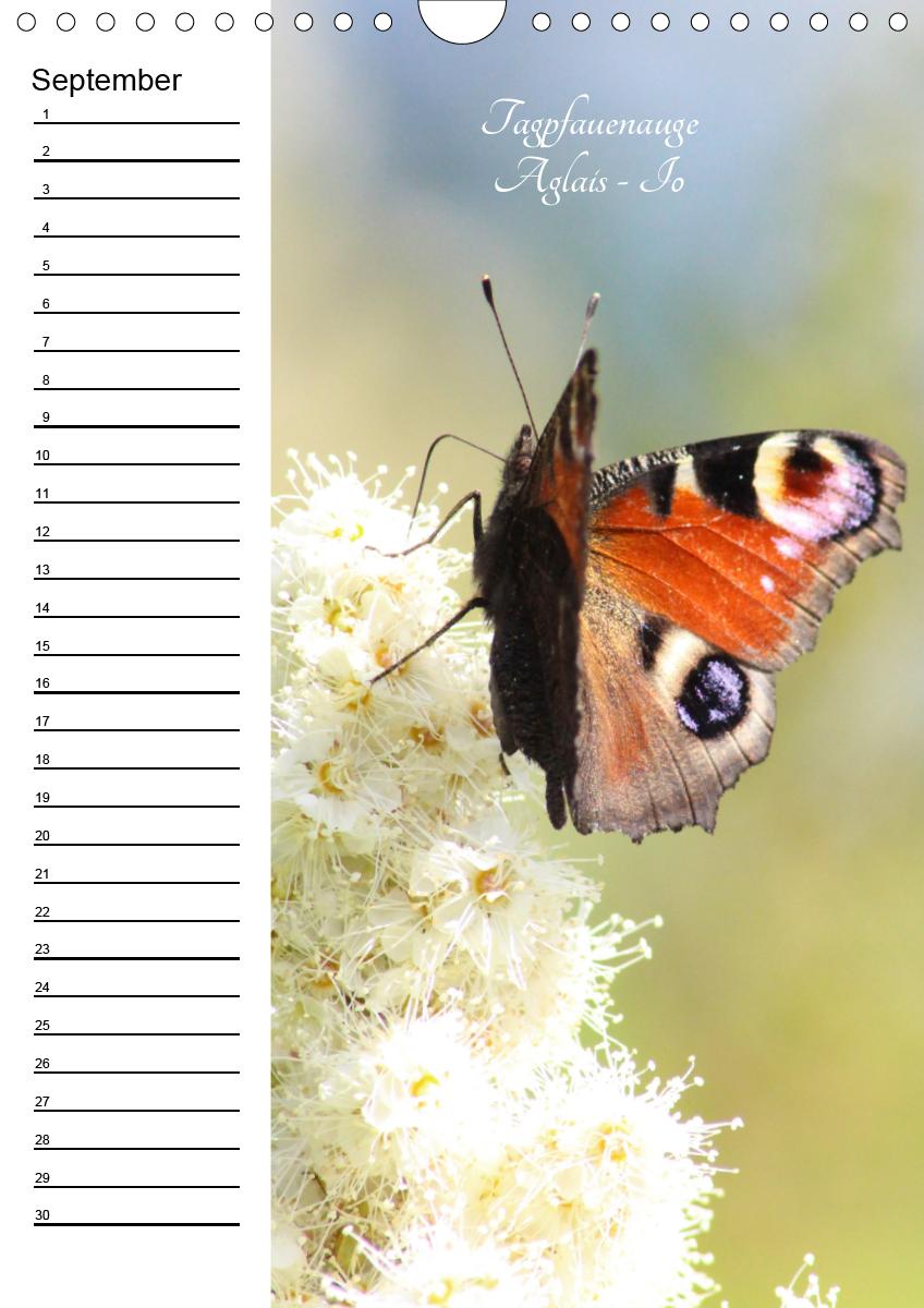 Bild: 9783672444549 | Bunte Schönheiten der Lüfte (Wandkalender immerwährend DIN A4 hoch)
