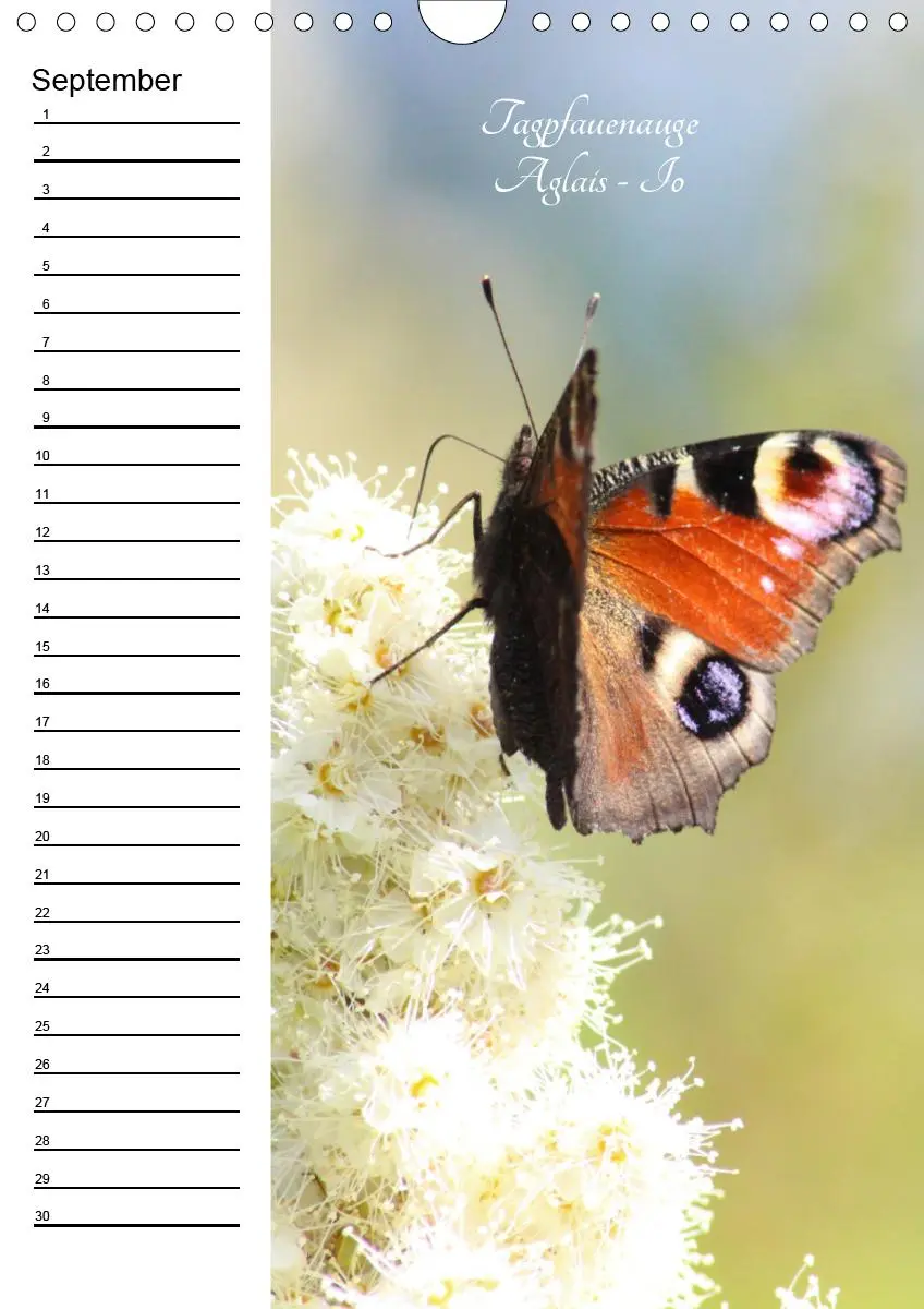 Bild: 9783672444549 | Bunte Schönheiten der Lüfte (Wandkalender immerwährend DIN A4 hoch)