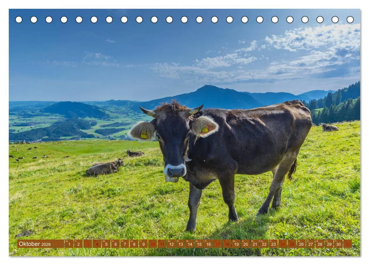 Bild: 9783457844649 | Allgäuer Schönheiten Allgäu - Land der Kühe (Tischkalender 2026 DIN...