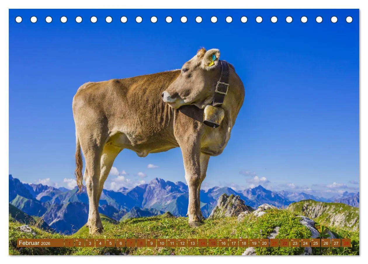 Bild: 9783457844649 | Allgäuer Schönheiten Allgäu - Land der Kühe (Tischkalender 2026 DIN...