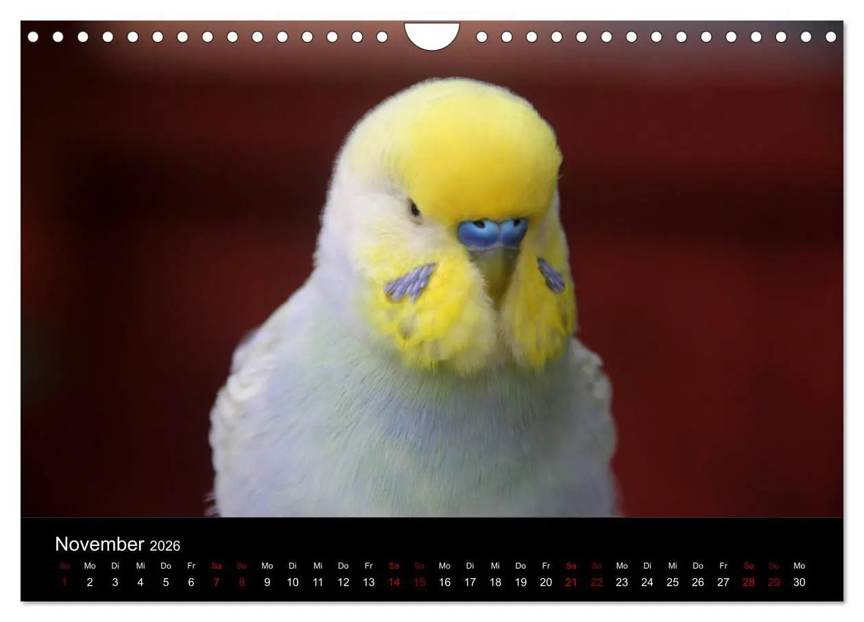 Bild: 9783457904749 | Wellensittichträume - Der neue Wellensittich-Naturkalender...