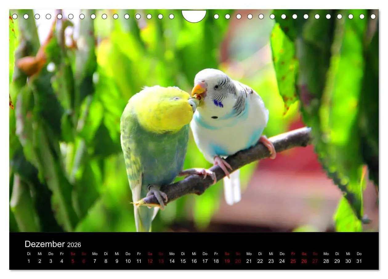 Bild: 9783457904749 | Wellensittichträume - Der neue Wellensittich-Naturkalender...