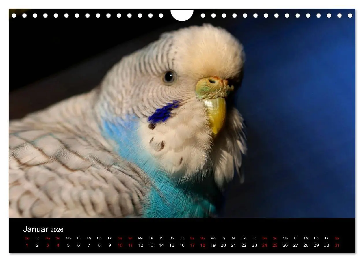 Bild: 9783457904749 | Wellensittichträume - Der neue Wellensittich-Naturkalender...