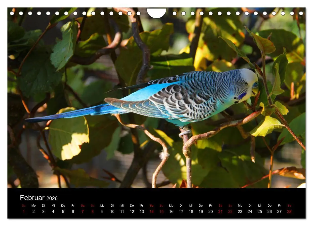 Bild: 9783457904749 | Wellensittichträume - Der neue Wellensittich-Naturkalender...