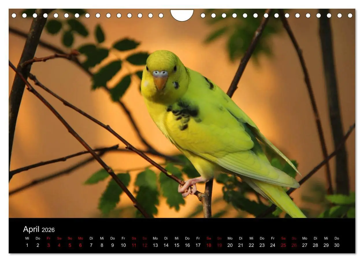 Bild: 9783457904749 | Wellensittichträume - Der neue Wellensittich-Naturkalender...