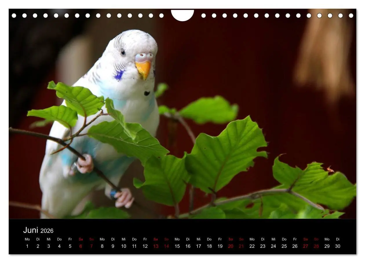 Bild: 9783457904749 | Wellensittichträume - Der neue Wellensittich-Naturkalender...