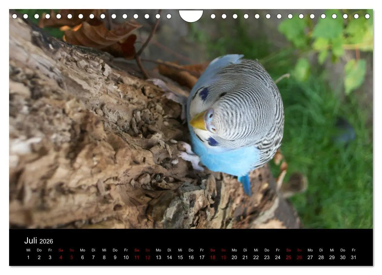Bild: 9783457904749 | Wellensittichträume - Der neue Wellensittich-Naturkalender...